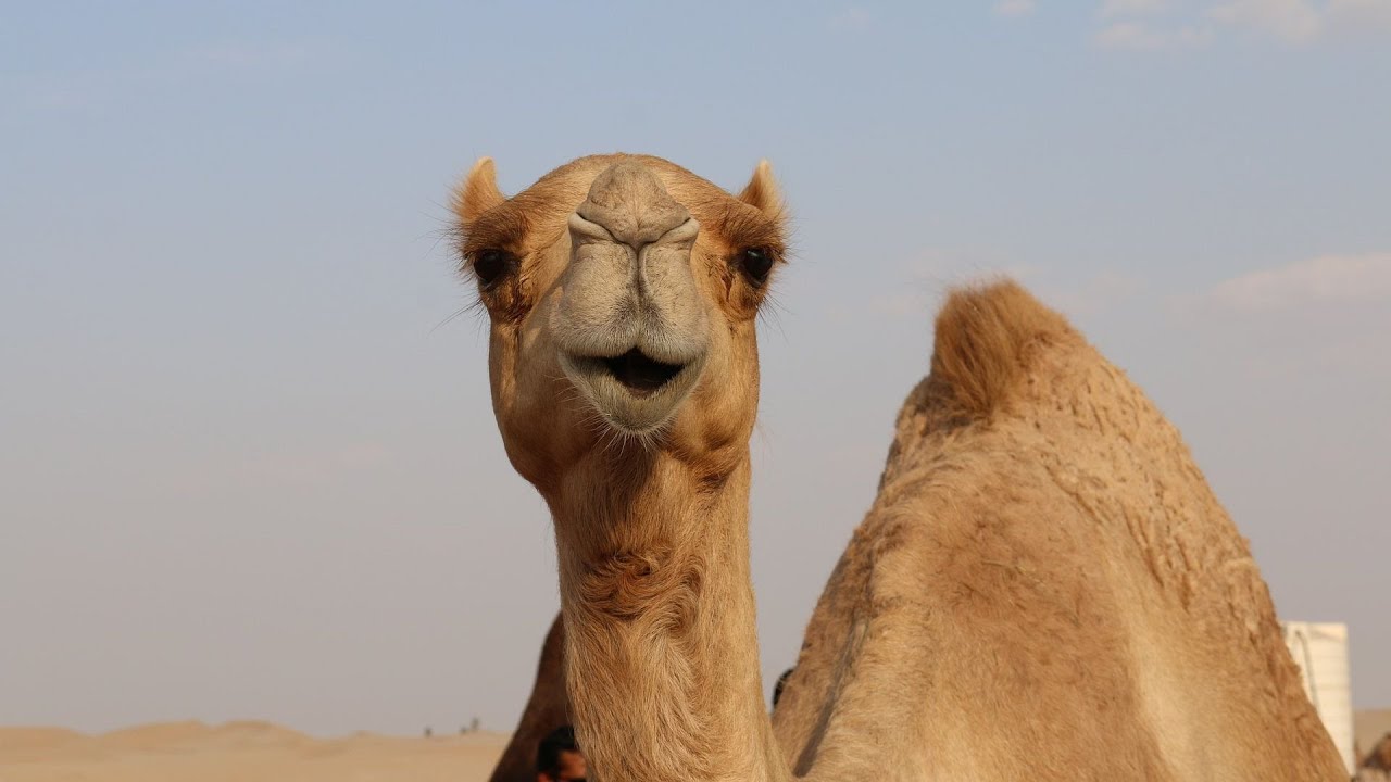 Звук верблюда, крик верблюда | The sound of a camel, camel cry - YouTube