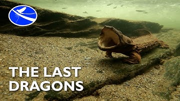 The Last Dragons - Preserving Appalachia's Hellbenders