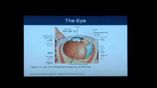 Anatomy and Physiology Help: Chapter 17 Light Overview/Flythrough of Special Senses screenshot 2