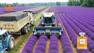 How Perfumes Are Made | The Fascinating Process Behind Creating Luxury Scents