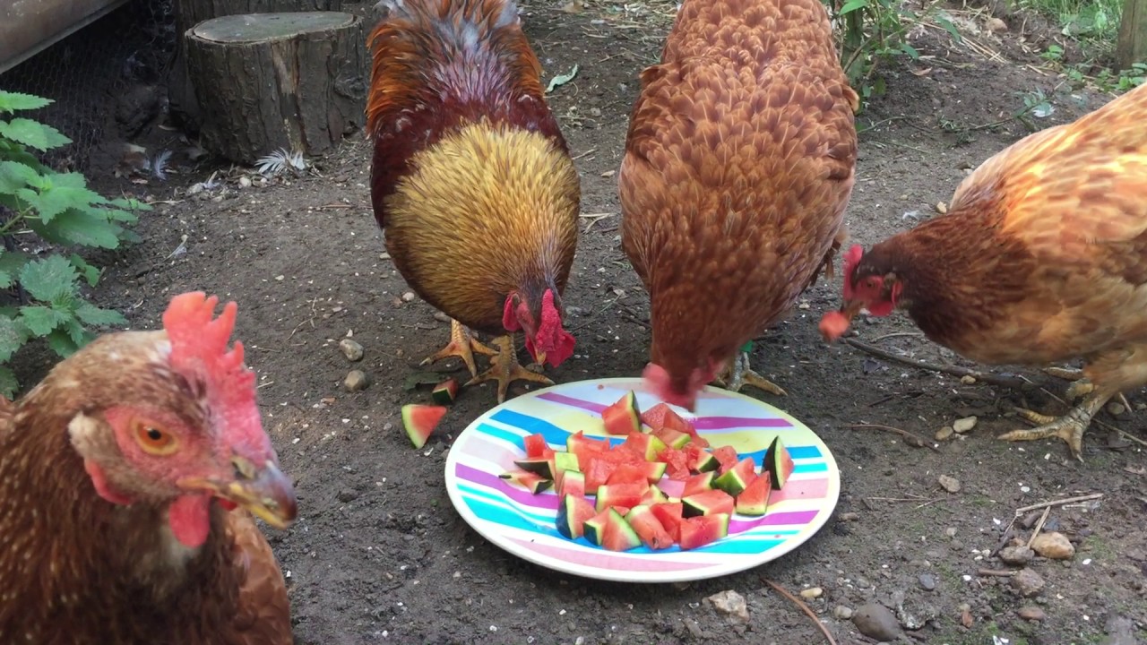 Kippen eten watermeloen - YouTube