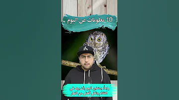 طائر البوم معلومات عالماشي 
