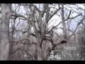 Hiking To First Brides Grave In South Ravine Park