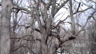 Hiking To First Brides Grave In South Ravine Park