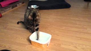 F2 Savannah Cat making a mess with water