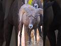 🐏Rams Practicing Mating Colorado Springs, CO #rams #mating #rut #viral #wildlife