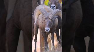 🐏Rams Practicing Mating Colorado Springs, CO #rams #mating #rut #viral #wildlife