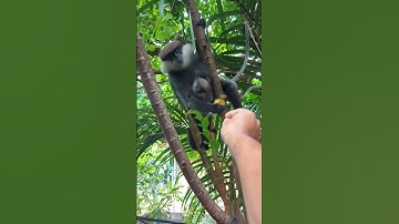 “Monkey Office Mayhem 🐒💼  The Funniest Workplace Ever!”