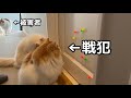 流行りのおもちゃを渡しただけなのに案の定事件が起きました