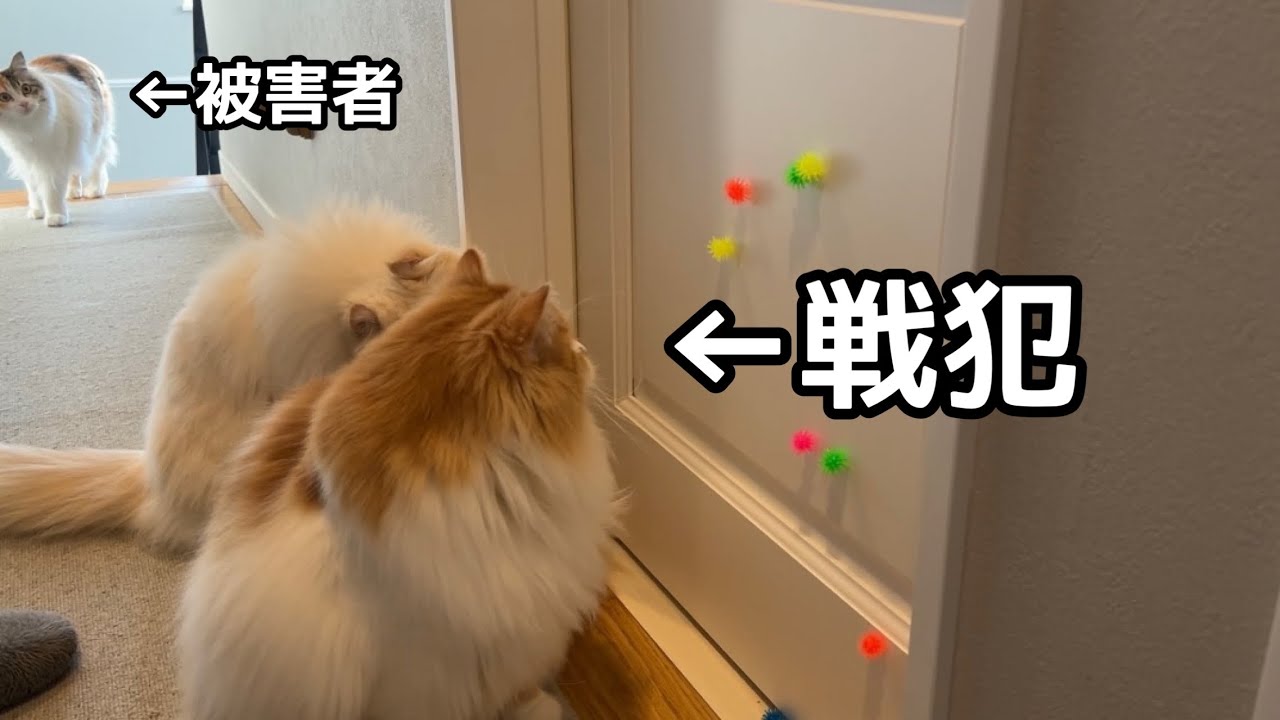タマタマをとった翌日子猫が涙を流して泣いてしまいました… - YouTube