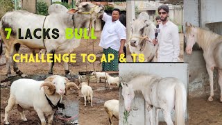 No1 bull in india | Younus al yafai dairy farm | Bahubali bull | vilayati Karnataka sheep | horses