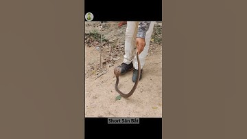 Cách Đo Đọ Dài Răng Nanh Rắn Độc