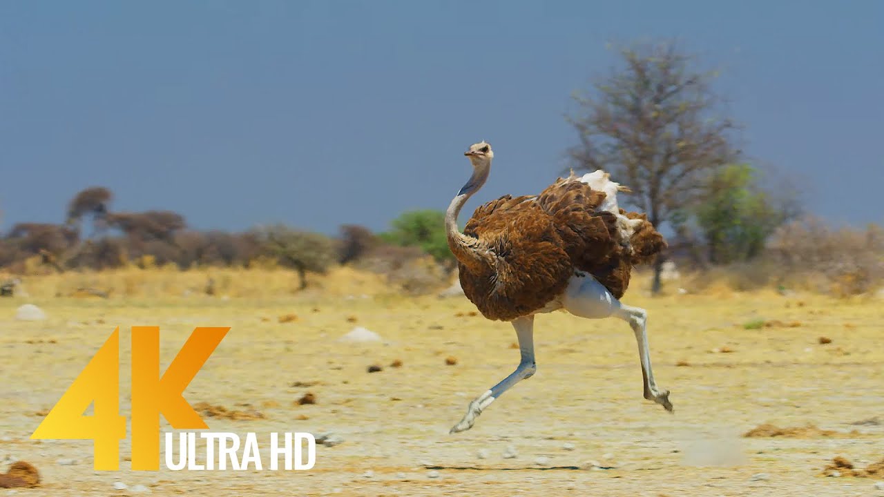 4K Ostrich the Flightless Bird   African Wildlife Documentary Film with Narration