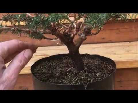 Vídeo: Dwarf Norway Spruce Variedades - O que é um abeto de ninho de pássaro