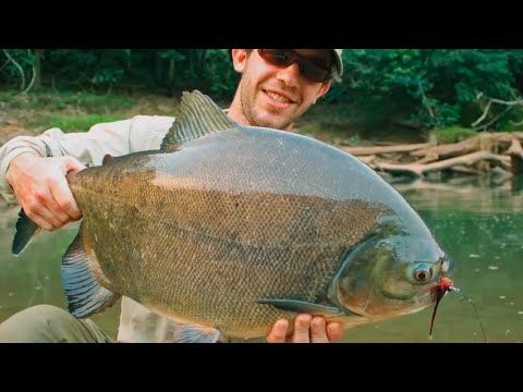 10 River Monsters Caught in the Amazon