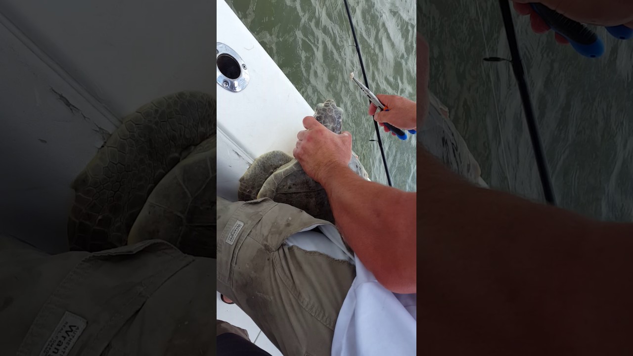 Setting turtle free - YouTube