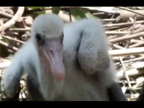 kawaii emoticons So cute! Black-faced Spoonbill to take care of the chick.ヒナの世話をするクロツラヘラサギ。
