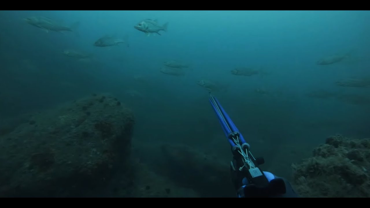 Caça sub: ROBALOS E LAGOSTA, COM DICA ESPECIAL!!!