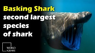 The basking shark is the second largest species of shark (and fish) in the world
