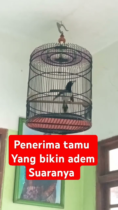 suara burung yang bikin tamu betah,yang ngk ada duanya, memang mantap sekali