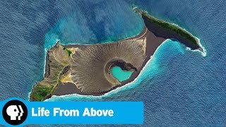 Episode 4 Preview: Changing Planet | Life From Above | PBS