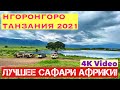 ВЗРЫВ ЭМОЦИЙ от САФАРИ🔹25т животных! Большая пятёрка в одном месте♦️Парк НГОРОНГОРО, ТАНЗАНИЯ,Час.5