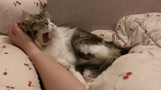 😂 funniest cats and dogs videos 😺🐶 || 🥰😹 hilarious animal compilation №361