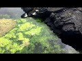 Natural environment for hawaiian opae ula shrimp  anchialine pool