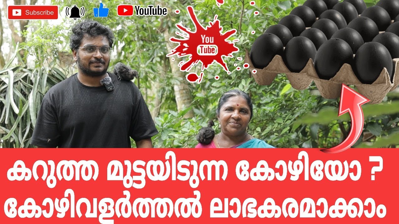 ലക്ഷക്കണക്കിന് കോഴികളെ വളർത്തുന്ന ഒരു ഫാം