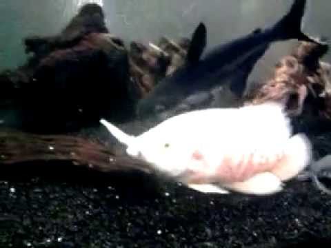 Oscar fish hand feeding