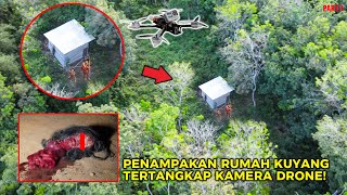 DRONE MENANGKAP KEDIAMAN RUMAH KUYANG DI HUTAN PEDALAMAN KALIMANTAN!