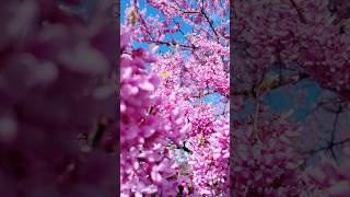 Pink tree in the wind