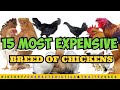 15 Most Expensive Breeds of Chicken in The Philippines