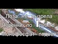 Лоза не вызрела Черенки по 1 рублю Моно фосфат подвёл