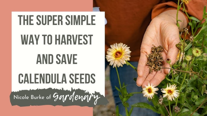 How to Plant, Grow, and Harvest Calendula Herb - Harvest to Table