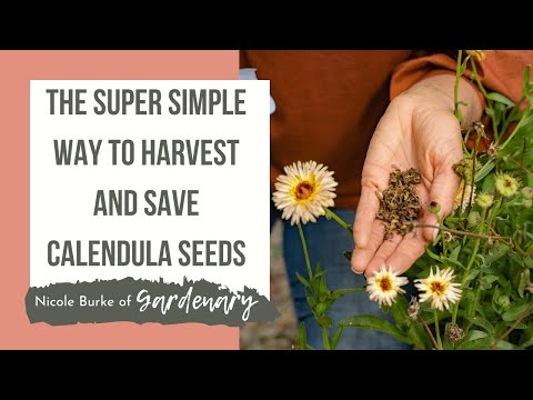 Video: Planting av Calendula frø: Lær om å samle og så Calendula frø