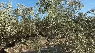 Olivos aceitunas el producto del aceite extra de oliva