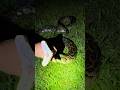Looking for a 20 footer! #crazy#alligator#snake#nature#python#florida#viralvideo#wildlife#youtube