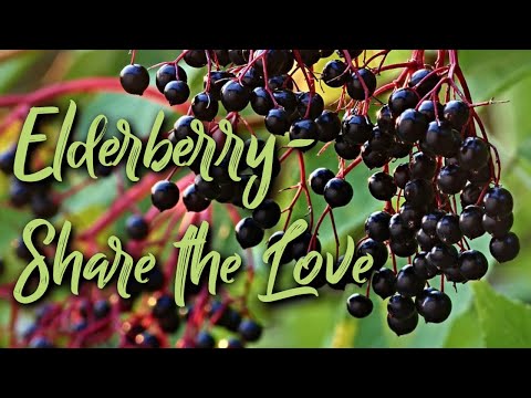 ვიდეო: Elderberry ყვითელი ფოთლებით - მოყვითალო ფოთლების მკურნალობა ბაბუაზე