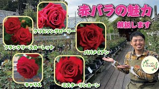 Introducing the enchanting red rose! - YouTube