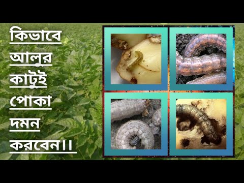 How to control potato cutting insects।। কিভাবে আলুর কাটুই পোকা দমন করবেন