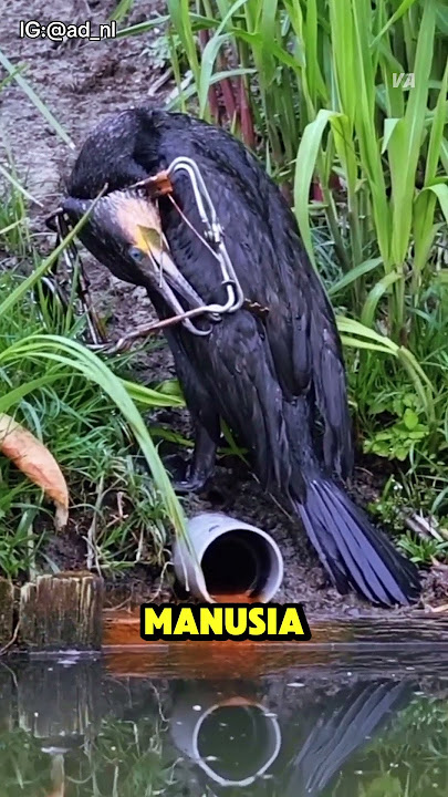 Burung Yang Terjerat dalam Perangkap Manusia😭