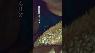 家は目覚まし時計がいらない理由 #なかにわ食堂