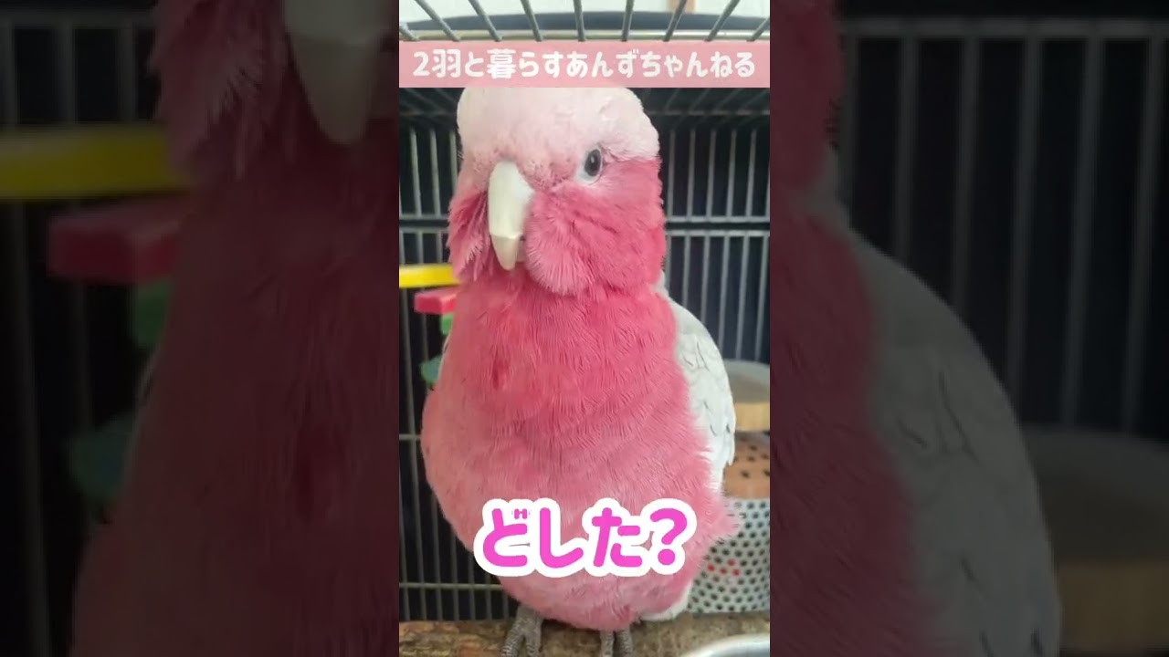 ひたすら どした と聞いてくるオウム モモイロインコ Youtube ひたすら どした と聞いてくるオウム モモイロインコ Youtube