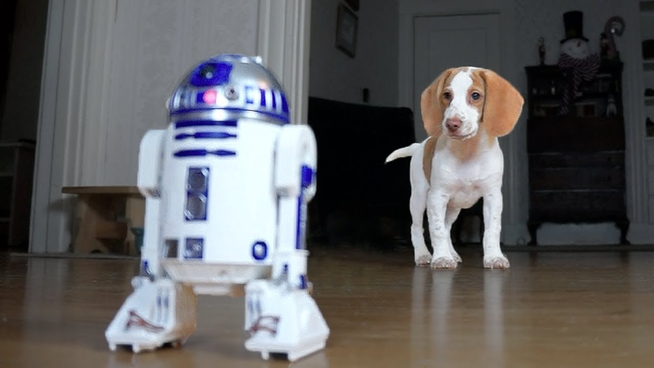 Cute Puppy vs. R2D2: Cute Puppy Potpie, Funny Dogs Maymo & Penny puppy paradise