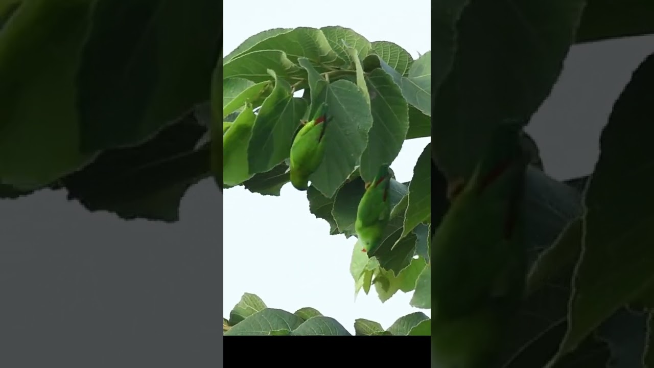 Vernal Hanging Parrots demonstrate why they are so named.