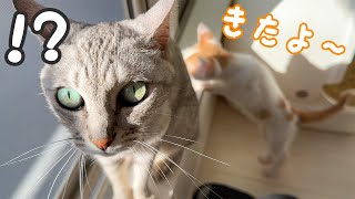 ボス猫と子猫は知らないうちに仲良くなってました