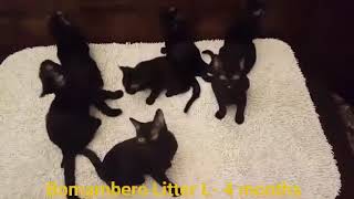 Bomambero Bombay cats by Bomambero Bombay cats 268 views 5 years ago 1 minute, 1 second