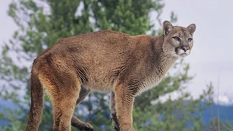 Ban on mountain lion hunting in Colorado set to appear on November ballot