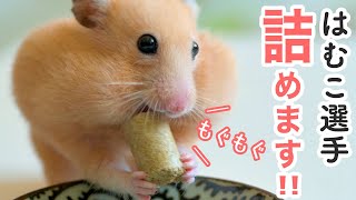 ハムスターのつめつめ選手権！No.15